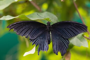 Obraz premium Closeup shot of the great Mormon (Papilio memnon) butterfly sitting on a green plant