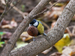 Great tit on a branch with a nut