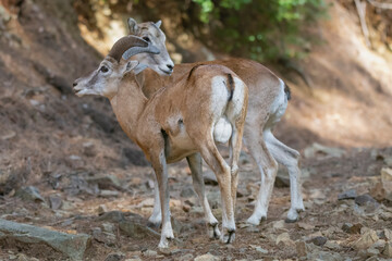 Young cyprus mouflons - Ovis gmelini ophion standing on road. Photo from Cyprus. Endangered subspecies of mouflon endemic only to Cyprus