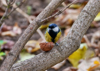 Great tit on a branch with a nut