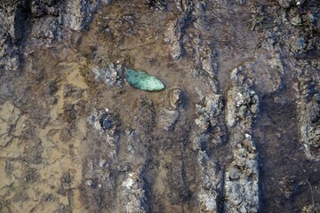 Braungrauer Erdschlammboden mit grünem kleinem Pflanzenblatt in Wasserpfütze am Nachmittag im...