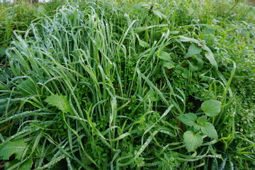 Grüne nasse Graslandschaft mit Regentropfen und Raureif am Morgen im Winter