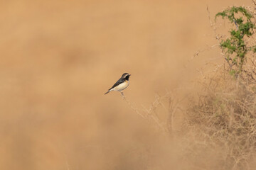 Small cyprus wheatear or cyprus pied wheatear - Oenanthe cypriaca - perched with light brown background. Photo from Agia Napa in Cyprus.