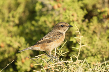 Common stonechat - Saxicola torquatus perched with green background. Photo from Ayia Napa in Cyprus.