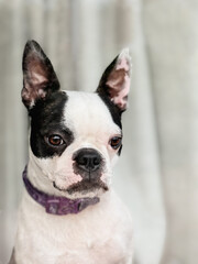 Boston Terrier seen through the window she is looking through. There are grey curtains behind her.