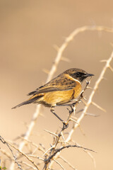 Common stonechat - Saxicola torquatus perched with light brown background. Photo from Larnaca in Cyprus. Copy space on right side.