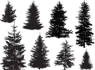 Fototapeta premium fir eight silhouettes isolated on white