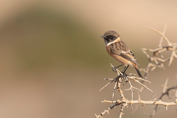 Common stonechat - Saxicola torquatus perched in vegetation with dark green background. Photo from Akrotiri in Cyprus.	Copy space on left side.