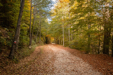 Obraz premium The GR20 trail winds through the autumnal foliage of the forest of Vizzavona in Corsica