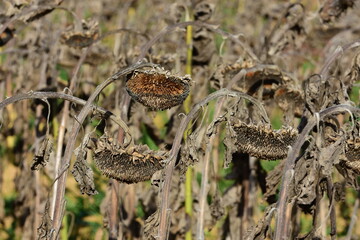Drought and heatwave in France, in a dead sunflower field due to high heat.
