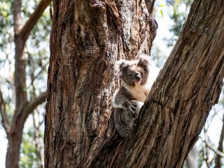 Closeup of a cute koala sitting on a tree branch