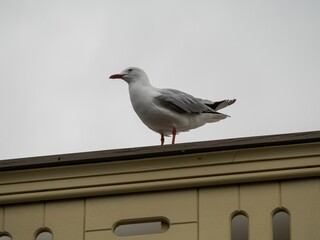 Closeup of a Red-billed gull against a white sky