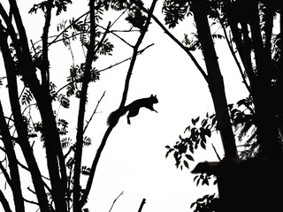 squirrel shadow