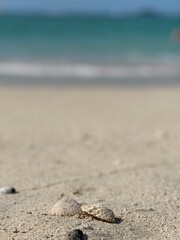 Fototapeta na wymiar Shells in the shote at the beach in Dubai. Summer feeling.