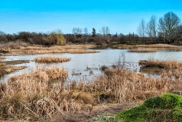 Scenery of salt marsh near the village of Hajducica in Banat, Serbia