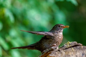Selective focus shot of a common blackbird with a spider in its beak