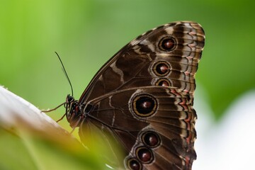 Closeup shot of the emperor (Morpho peleides) butterfly sitting on a plant