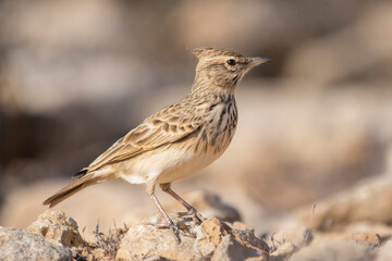 Crested lark - Galerida cristata with light brown background. Photo from Agia Napa in Cyprus.	