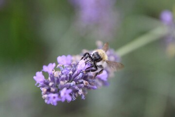 Closeup shot of the bee on a purple flower
