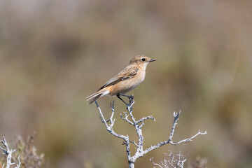 Siberian stonechat - Saxicola maurus perched. Photo from Larnaca in Cyprus.