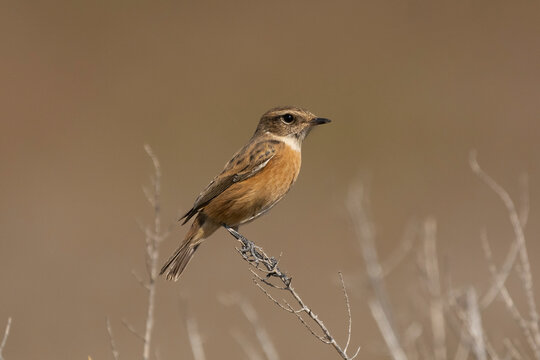 Common stonechat - Saxicola torquatus perched with light brown background. Photo from Larnaca in Cyprus. 