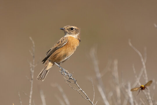 Common stonechat - Saxicola torquatus perched  with light brown background. Photo from Larnaca in Cyprus. Copy space on right side.
