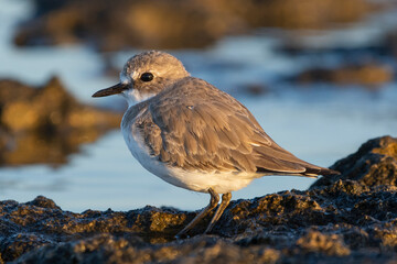 Greater sand plover - Charadrius leschenaultii with dark stone and blue water in background . Photo from Paphos in Cyprus.