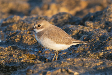 Greater sand plover - Charadrius leschenaultii with dark rocks in background . Photo from Paphos in Cyprus.