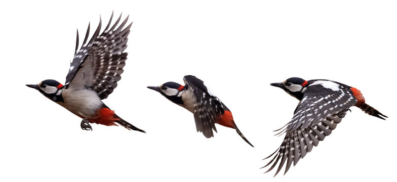 three great spotted woodpeckers in flight on white