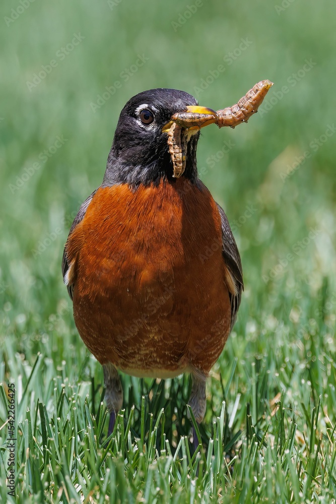 Poster Vertical closeup shot of American robin bird hunting for food on green grassy field