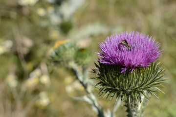 Carduus L. Oset  © Czarek