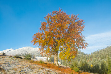 Colorful Autumn trees in mountains with first snow in sunny day. Carpathian landscape