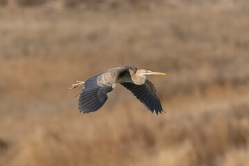 Purple heron - Ardea purpurea, in flight with light brown background. Photo from around Paphos in Cyprus.
