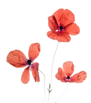 Bouquet of red poppies isolated on white background.