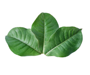 Obraz premium close-up details of three green leaves 