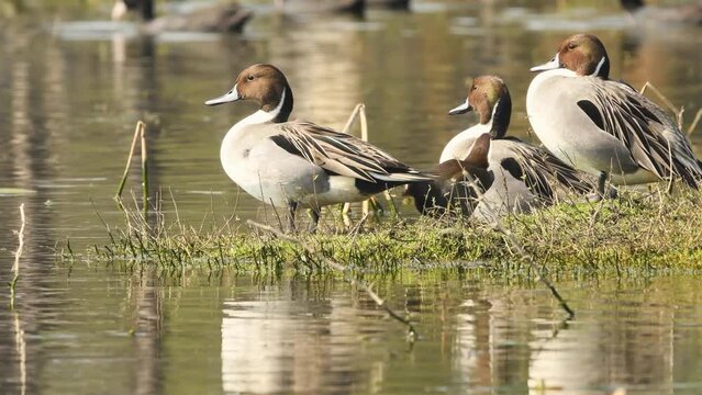 full shot of Northern pintail or Anas acuta family with reflection in water at wetland of keoladeo national park or bharatpur bird sanctuary rajasthan india asia