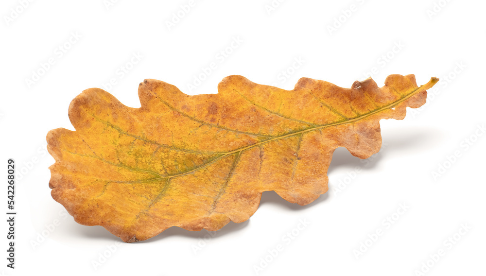 Poster Autumn leaf isolated on white background with shadows, clipping path  for isolation without shadows on white shadows on white