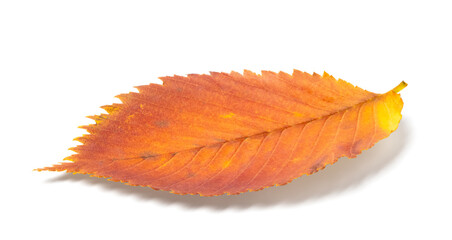 Autumn leaf isolated on white background with shadows, clipping path  for isolation without shadows...