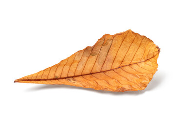 Autumn leaf isolated on white background with shadows, clipping path  for isolation without shadows on white shadows on white