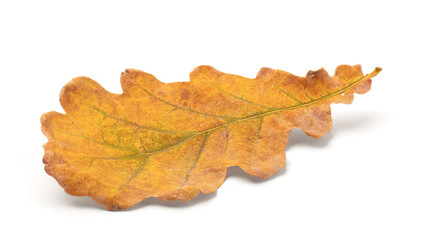 Autumn leaf isolated on white background with shadows, clipping path  for isolation without shadows on white shadows on white