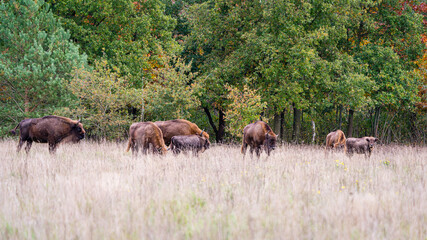 Naklejka na ściany i meble European Bison. Impressive giant wild Europan bison grazing in the autumn forest 