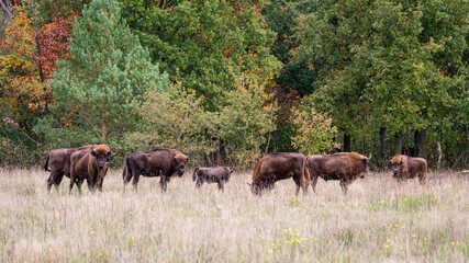 European Bison. Impressive giant wild Europan bison grazing in the autumn forest
