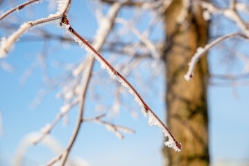 Close up photo of a winter tree branch covered with frost
