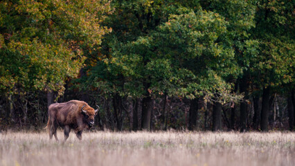 European Bison. Impressive giant wild Europan bison grazing in the autumn forest
