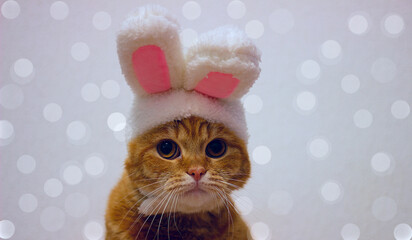 A cute red kitten looks into the camera in a rabbit costume. The cat sits on a white background with a bokeh in a cute hat with hare ears. New Year 2023. Year of the Rabbit