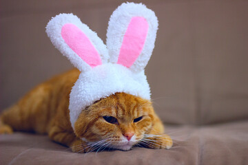 A cute cat looks into the camera in a rabbit costume. The cat sits on a pink background in a cute hat with rabbit ears. 