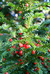 Eiben- Taxus baccata