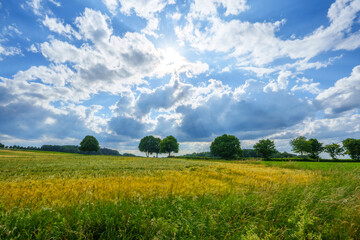 Gerstenfeld im Sommer