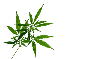 A plant of marijuana isolated on the white background. Selective focus.