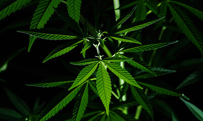Naklejka na ściany i meble Brightly lit cannabis plants on a dark natural background. Selective focus.